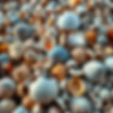 A variety of colorful seashells collected along the beach