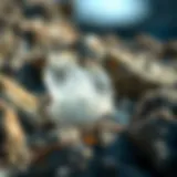 Close-up of a quartz crystal cluster nestled in rocky terrain