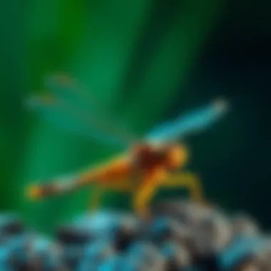 Ecological interactions of dragonfly larvae within aquatic food webs