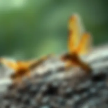 The predatory behavior of dragonfly larvae capturing prey