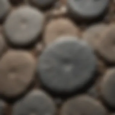 Unique Characteristics of Ediacaran Fossils A close-up of Ediacaran fossils emphasizing unique characteristics
