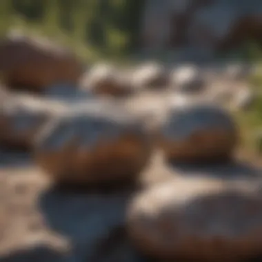 Shimmering Rocks in Nature A natural setting showcasing shimmering rocks in sunlight.