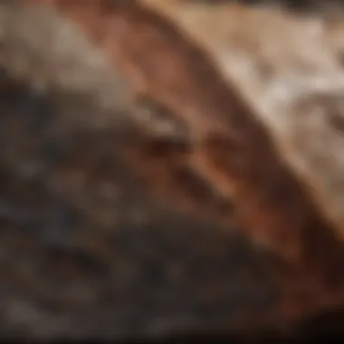 Close-up view of a dinosaur bone with detailed texture