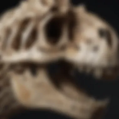 Tyrannosaurus Rex Skull Replica A detailed replica of a Tyrannosaurus rex skull showcasing its intricate features