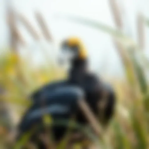 The majestic Dodo bird in its natural habitat.