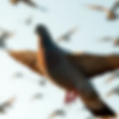 A vibrant passenger pigeon flocking in the skies.