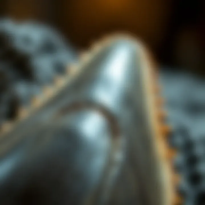 Serrated Edges of a Megalodon Tooth Close-up view of the serrated edges of a megalodon tooth
