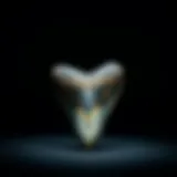 Magnificent 5-inch megalodon tooth displayed on a dark background