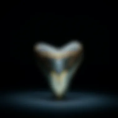 Magnificent Megalodon Tooth Magnificent 5-inch megalodon tooth displayed on a dark background