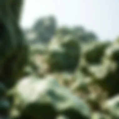 Natural Habitat of Green Rocks A geological formation rich in green rocks, highlighting their natural environment.