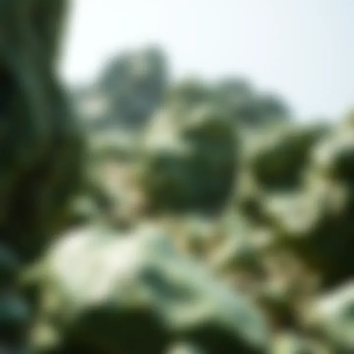 Natural Habitat of Green Rocks A geological formation rich in green rocks, highlighting their natural environment.