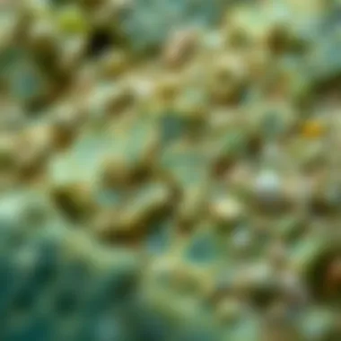 Texture and Color in Green Rocks A detailed view of a green rock sample showing its texture and color variations.