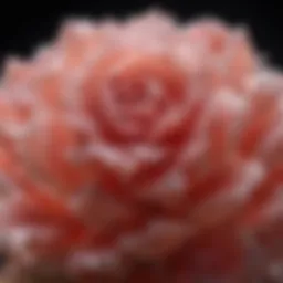 Close-up view of a desert rose mineral showcasing its intricate crystal formations