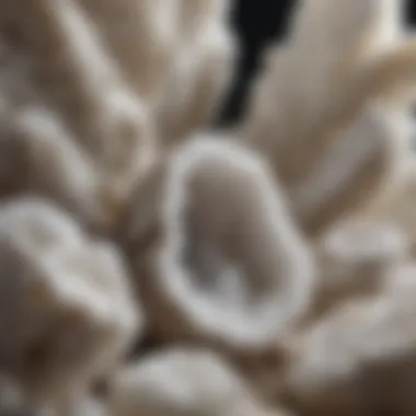 Artistic Display of White Geode Crystals Artistic arrangement of various white geode crystals