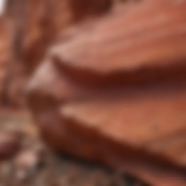 An intricate close-up of a red rock formation highlighting its geological layers