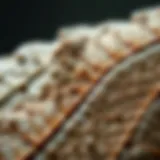 Fossilized leaf showcasing intricate details