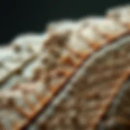 Fossilized leaf showcasing intricate details