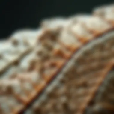 Intricate Details of Fossilized Leaf Fossilized leaf showcasing intricate details