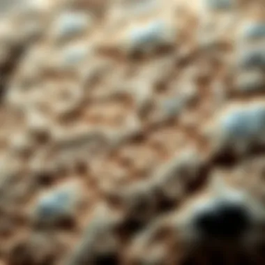 Rare Plant Fossil with Unique Patterns Close-up of a rare plant fossil with unique patterns