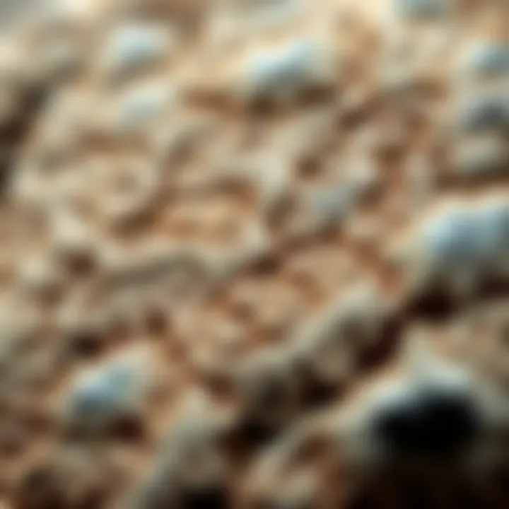 Rare Plant Fossil with Unique Patterns Close-up of a rare plant fossil with unique patterns