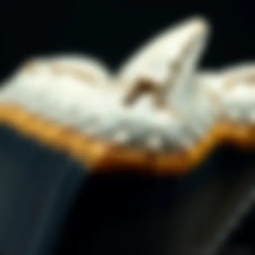 A close-up view of a six-inch megalodon tooth showcasing its intricate serrations and fossilization process.