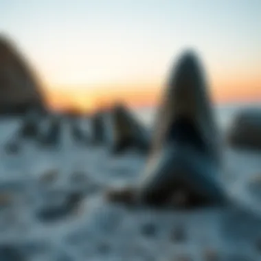 An illustration depicting the timeline of megalodon existence and the discovery of their teeth, enhancing understanding of their historical context.