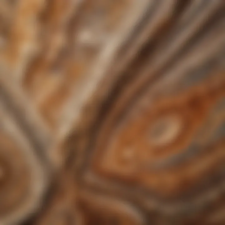 Close-up view of a polished petrified wood palm stone showcasing its intricate patterns