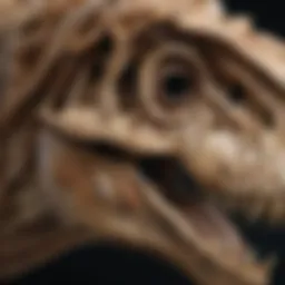 Detailed replica of a T. rex skull showcasing intricate features