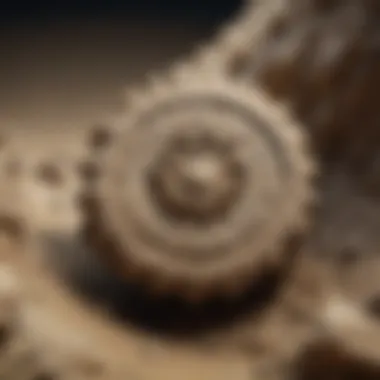 Close-up of a fossil embedded in sediment, highlighting intricate details.