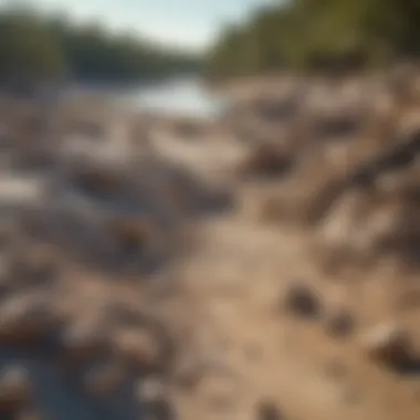 A scenic view of a fossil excavation site in Florida, emphasizing its natural setting.