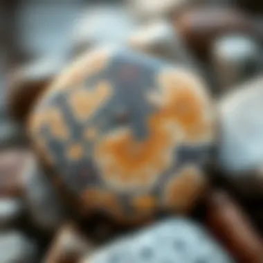 Stunning close-up view of a Petoskey stone showcasing its unique patterns and textures