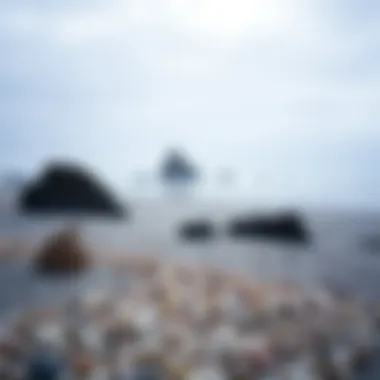 A serene beach scene highlighting the natural beauty and tranquility of Fort Bragg