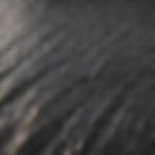 Close-up of shark skin texture showcasing its unique pattern