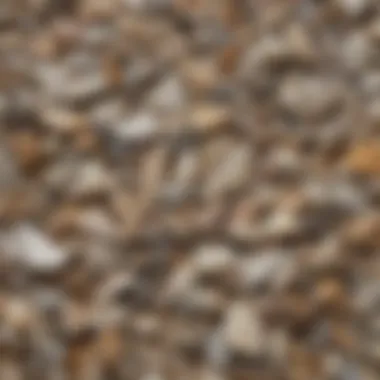 Diversity of Shark Teeth Close-up view of various shark teeth showcasing different shapes and sizes