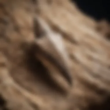 Fossilized Shark Tooth Discovery A fossilized shark tooth embedded in sedimentary rock