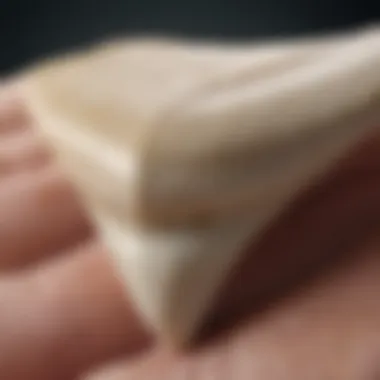 Great White Shark Tooth Anatomy Illustration depicting the morphology of a great white shark tooth