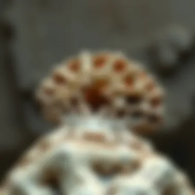 The Intricacies of a Stigmaria Fossil Detailed view of a Stigmaria fossil showcasing its unique structure
