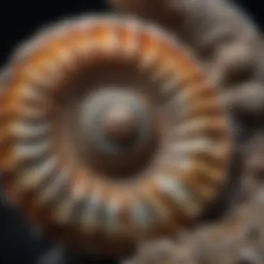 Close-up view of a beautifully preserved ammonite fossil highlighting its spiral structure.