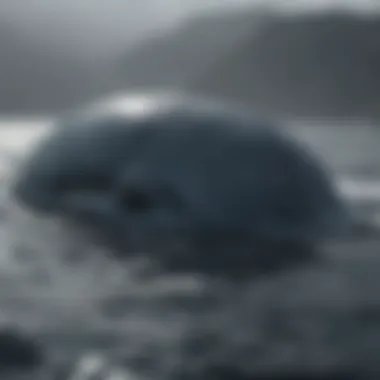 Conservation of the Blue Whale Marine conservation efforts focused on the blue whale