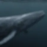 A majestic blue whale swimming in the ocean