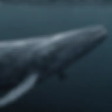 The Majesty of the Blue Whale A majestic blue whale swimming in the ocean