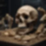 A stunning display of fossil bones in a collector's showcase