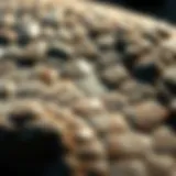 Close-up view of a Petoskey stone showcasing its unique patterns