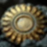 Close-up of a pyrite sun specimen showcasing its intricate layers and patterns