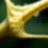 A close-up view of a plant stem showing intricate cellular structures