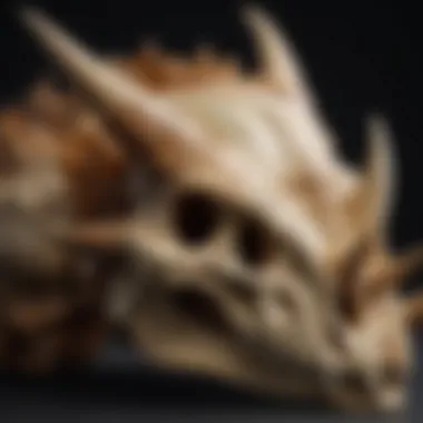 Anatomy of the Triceratops Skull Triceratops skull showcasing its impressive frill and horns