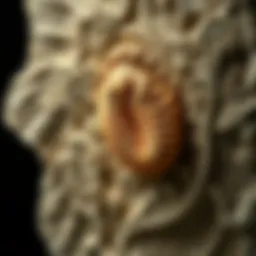 Fossilized trilobite specimen found in Utah
