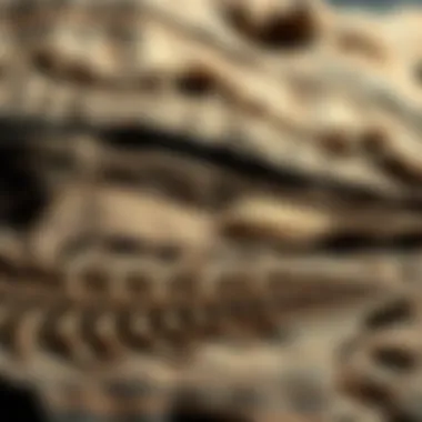 Geological Layers of Trilobite Fossils Geological layers revealing trilobite fossils
