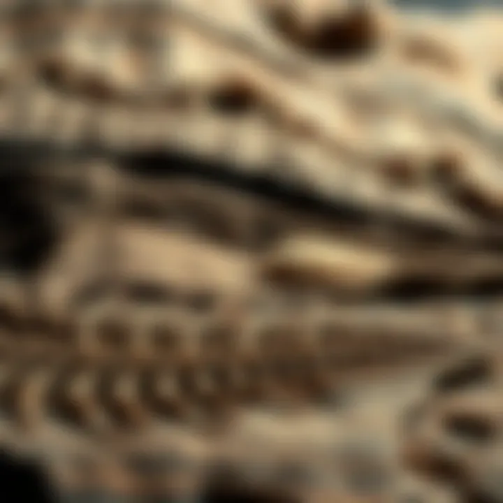 Geological Layers of Trilobite Fossils Geological layers revealing trilobite fossils