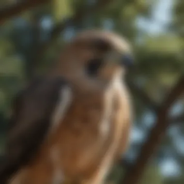 A close-up of a hawk perched on a tree branch, demonstrating its keen vision